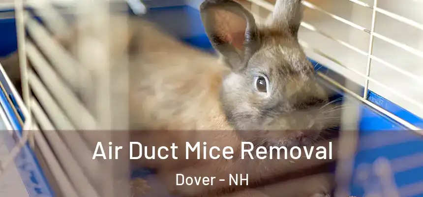  Air Duct Mice Removal Dover - NH